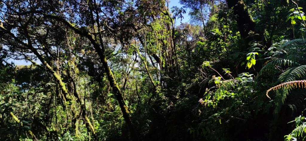 Foret tropical de l'Acatenango